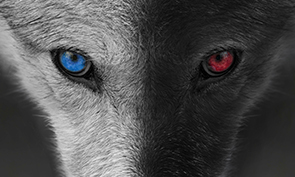 Image of The Wolves Within